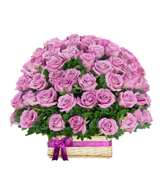 100 rosas lilas