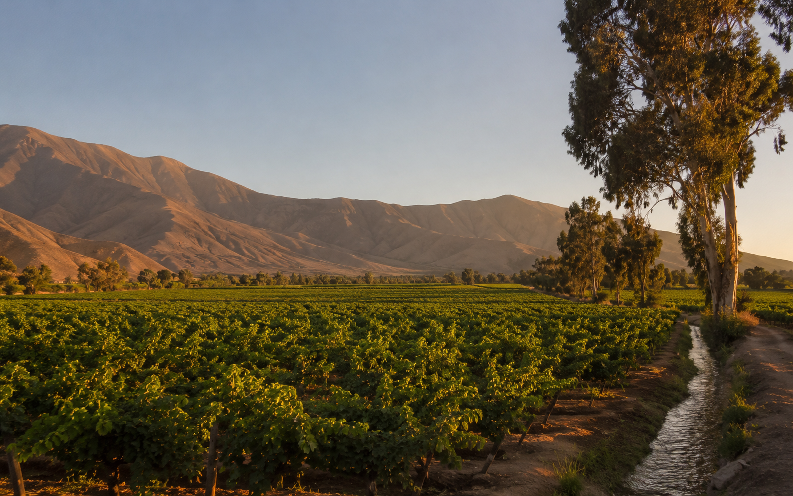 Lote Campo